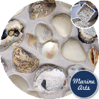 8099-P12 - Beach Mix Shells - Bargain Box